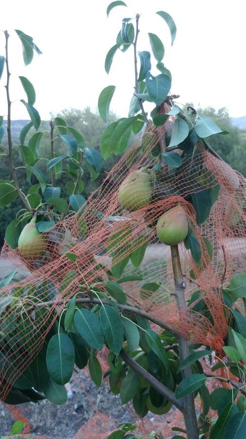 Agriturismo Sa Mendhula كوغنانا المظهر الخارجي الصورة