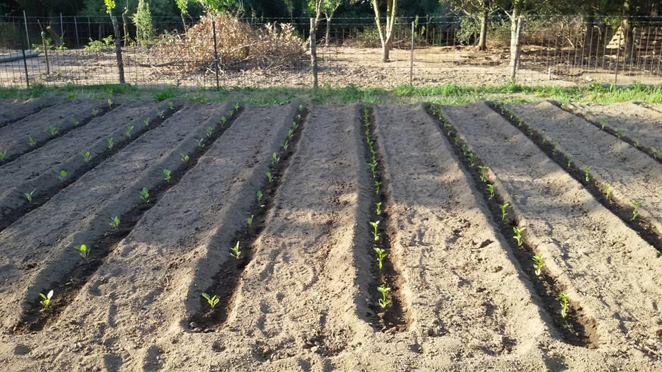 Agriturismo Sa Mendhula كوغنانا المظهر الخارجي الصورة
